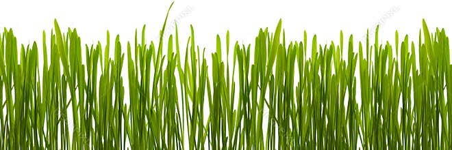 Grass background
