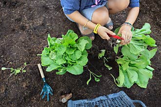 hand of people harvest clean organic vegetable in home garden for natural cooking food for health care life style