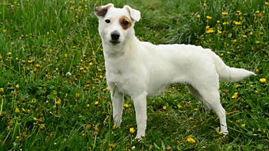 Jack russell terier