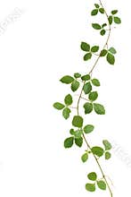 Wild climbing vine, Cayratia trifolia (Linn.) Domin. isolated on