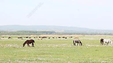 Farm animals on pasture