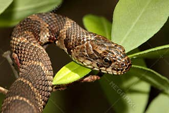 Northern Water Snake (nerodia sipedon)