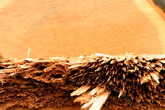 Downed oak tree's detail
