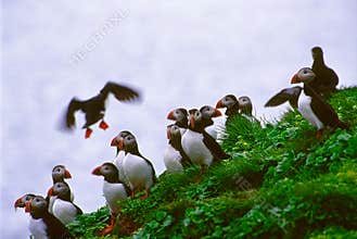 Puffins