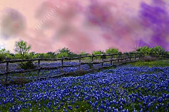Texas blue bonnets under a stormy sky