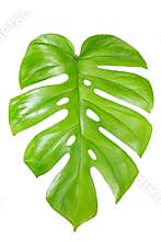Single Monstera leaf isolated on white