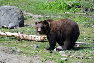 Alaskan Brown Bear in meadow