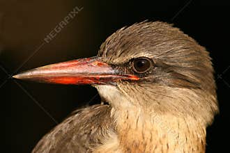 Brown-hooded Kingfisher
