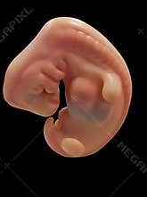 Human Embryo Model