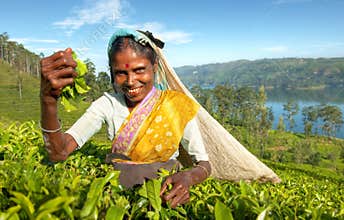 Indigenous Sri Lankan Tea Picker Concept