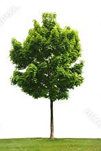 Maple tree isolated