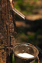 At a rubber plantation series