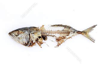 Fish bone