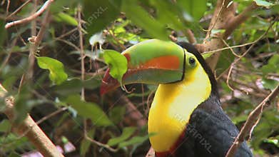 toucan looking around