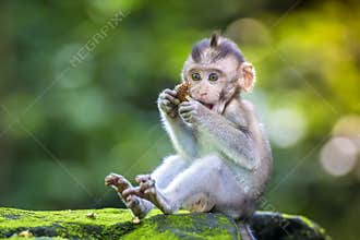 Little baby-monkey