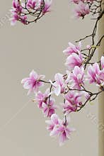 Magnolia blooming
