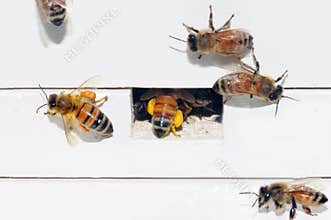 Honey Bees Packing Pollen