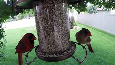 Red Northern cardinal birds eating seed from feeder
