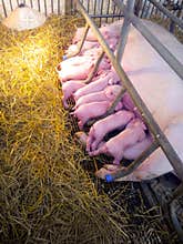 Pigs baby birth day on farm