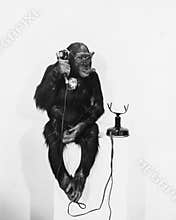 MONKEY BUSINESS