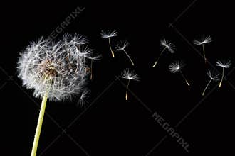 Dandelion isolated