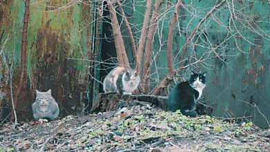 Three cat sitting on the street