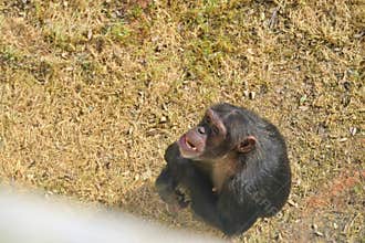 Chimpanzees