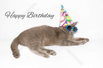 Happy birthday card with funny cat