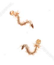 Mosquito larva