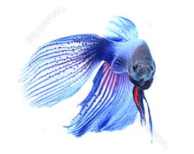 Siamese fighting fish , betta isolated on white background.