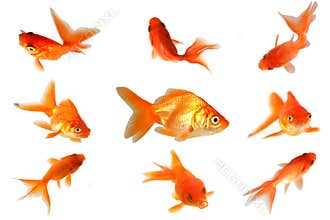 Gold fish