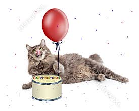 Cat With Birthday Cake and Balloon