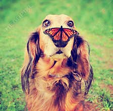 Cute dachshund at a local public park with a butterfly on his
