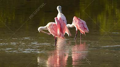 Roseate Spoonbills preening feathers