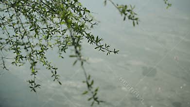 Willow Branches Swinging in the Wind by the River on a Bright Day at The Beginning of the Spring