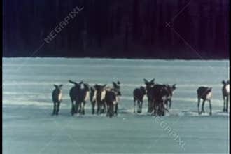 Member of herd of caribous falling into ice on lake