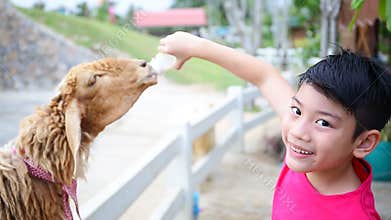 Asian boy with Sheep drinking milk from bottle.