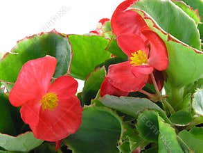 Begonia