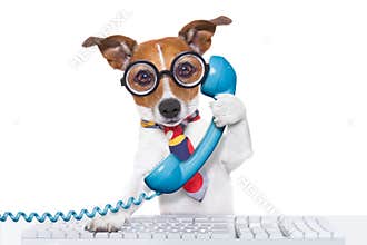 Dog on the phone