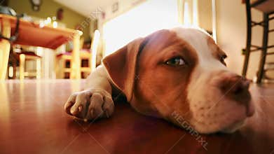 Close-up of Really Cute Dog with Adorable Expressions. American Bulldog