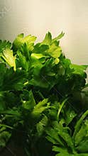 Coriander