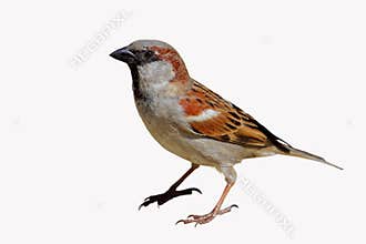 House Sparrow Passer domesticus