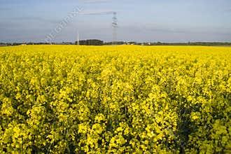 Canola fields