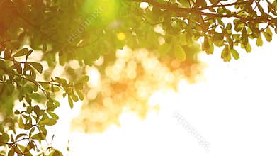 Beautiful out of focus sunset. Sun shine thorugh the blowing on wind tree leaves