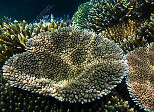Acropora millepora coral