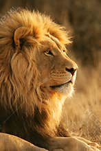 African lion