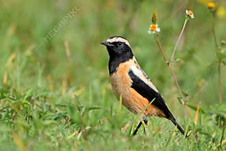 Buffstreaked chat