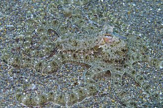 Rare Mimic Octopus off Padre Burgos, Leyte, Philippines