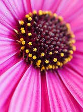 Daisy macro