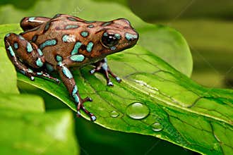 Poison art frog Panama